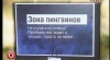 Зона Пингвинов Не стучите по стеклу! Пингвины вас видят и слышат, просто не любят