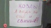 Козлы! А ведь вы еще и свиньи!