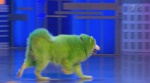зеленая собака в КВН